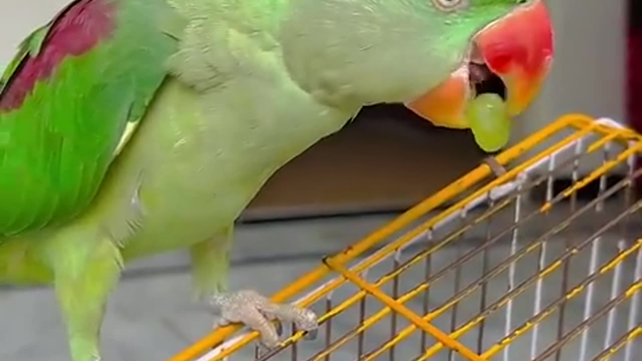 Green parrots show