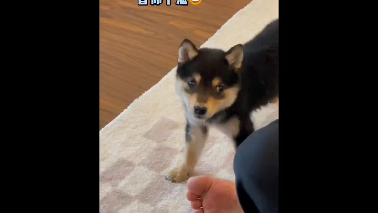 When the dog suddenly sniffs at the owner's feet, them..🤣😂