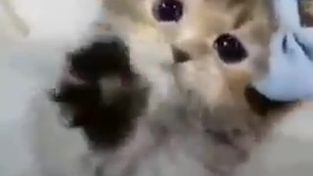 Cats - Baby cats - funny and fluffy (76) / Gatos - Filhotes - engraçados e fofos (76) #shorts