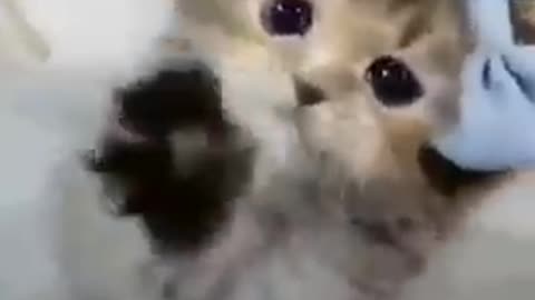Cats - Baby cats - funny and fluffy (76) / Gatos - Filhotes - engraçados e fofos (76) #shorts
