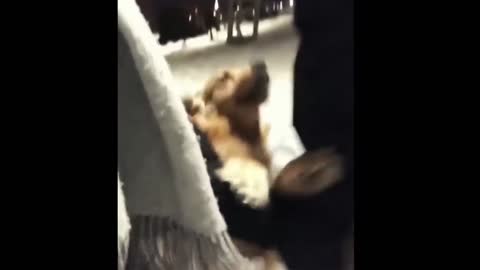 leave my lady, hahaha funny dog