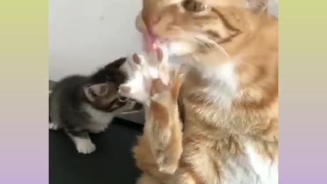 Funny cat video