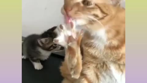 Funny cat video