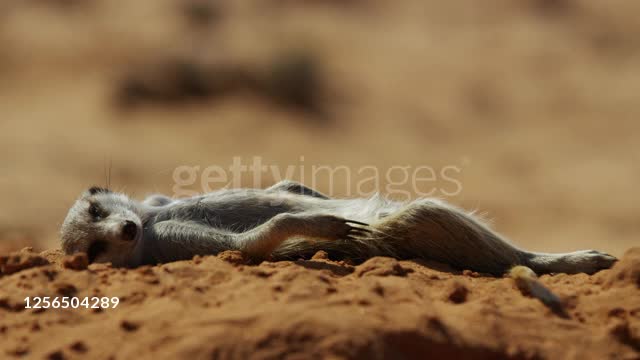 MS Meerkat lying sunbathing