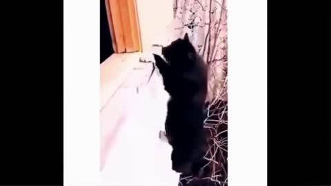 Ninja cat!!