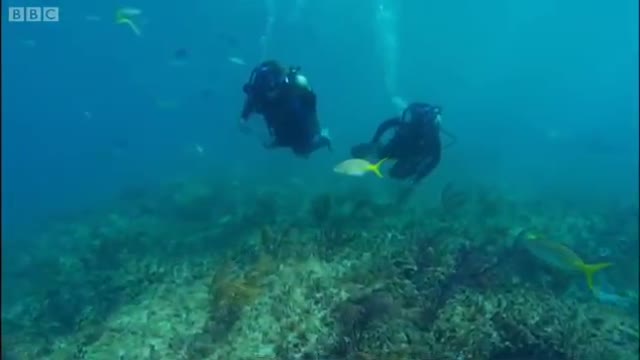 Shark Repellent Experiment | Oceans | BBC Earth