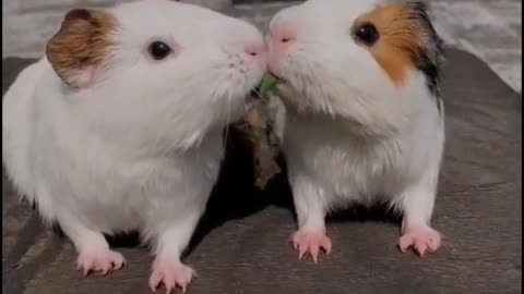 Romance of two hamsters