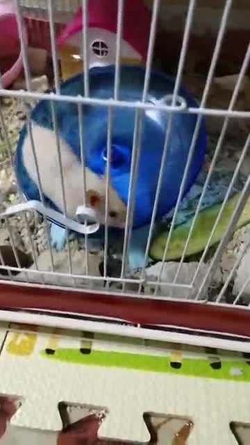 Cute wihte hamster