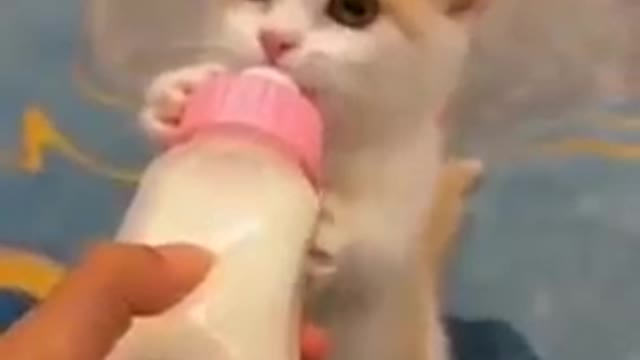 Baby Cats - Cute and Funny Cat Videos Compilation #17 || Exlamation Animals