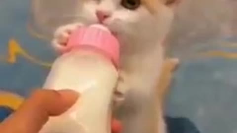 Baby Cats - Cute and Funny Cat Videos Compilation #17 || Exlamation Animals