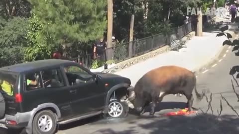 Funny animal videos 2022 shorts