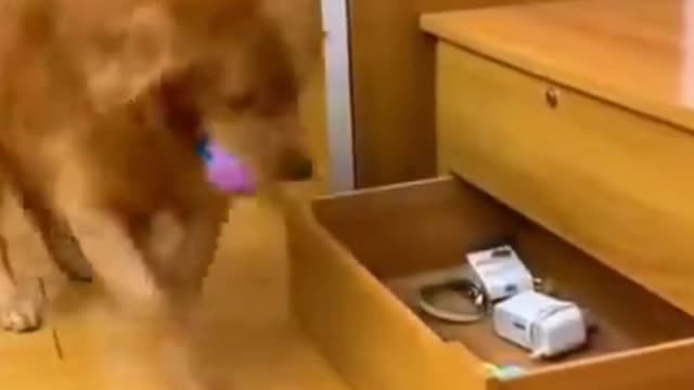 Smart Dog Taking Care of Baby