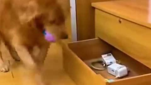 Smart Dog Taking Care of Baby