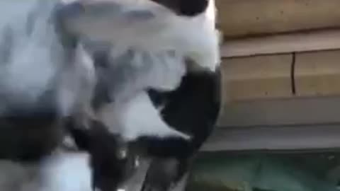 Nice Cat, black cat, cats, funny cats, funny cat videos