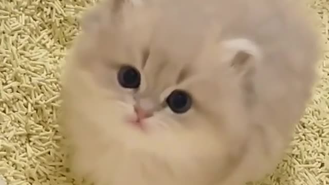 Cat playing funny video
