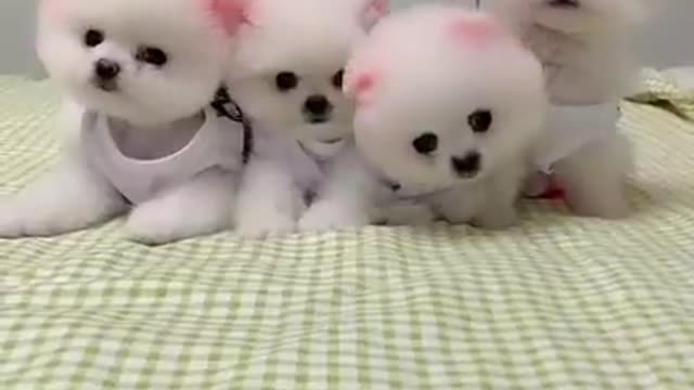 Pomeranian puppies tiktok video #pomeranian #pomeranianpuppy #shorts #youtubeshorts #yshortsindia