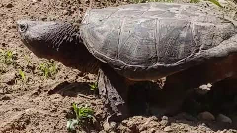 Alligator Snapping Turtle