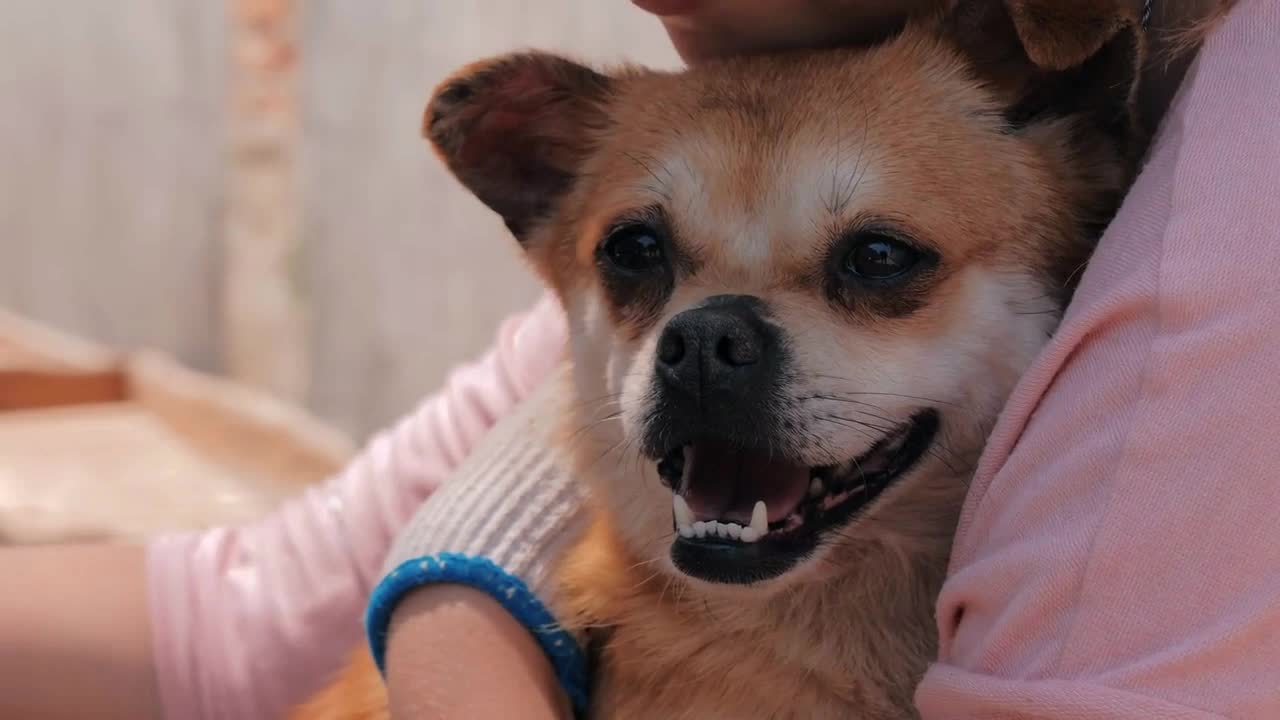 female volunteer holds on hands little dog in shelter. Shelter for animals concept