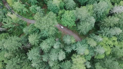 Beautiful Forest Roads
