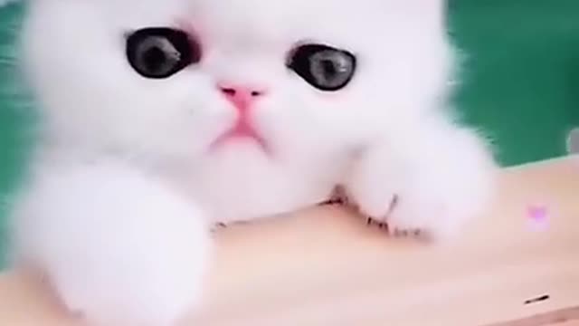 funny and cute cat videos