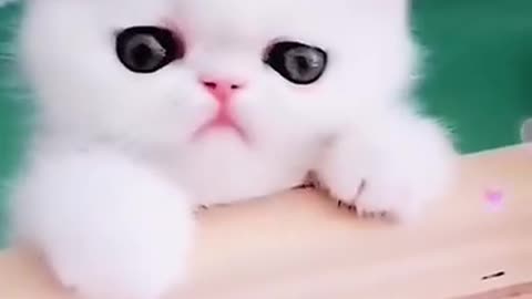 funny and cute cat videos