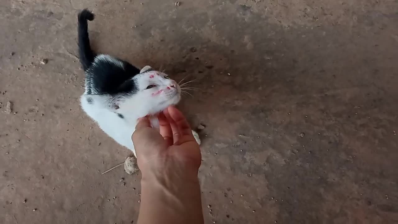 Cute Cat with make up 🐱😀🥰🥰