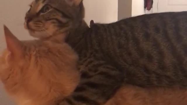 Gray cat licking orange cat while on top of it