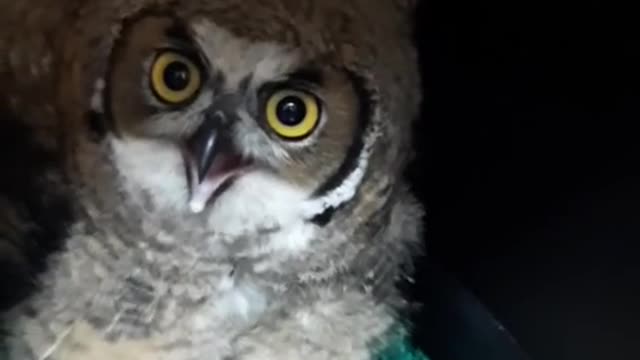 animalhospital#wildlife