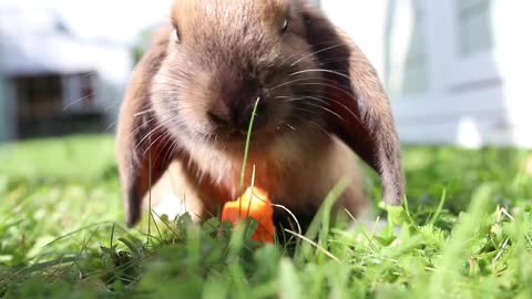 Rabbit close shot