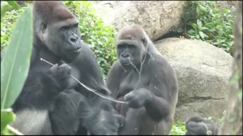 Gorilla family life