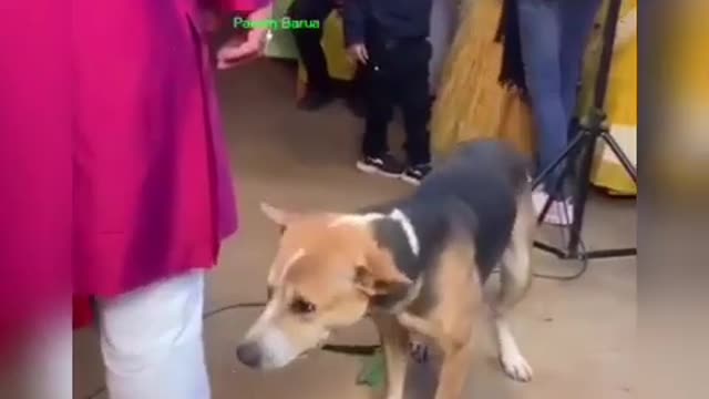 Dog dancing on marriage