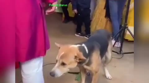 Dog dancing on marriage