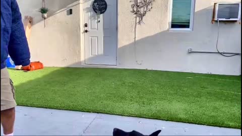 This is How to Instantly Teach Dogs to Guard Objects and People