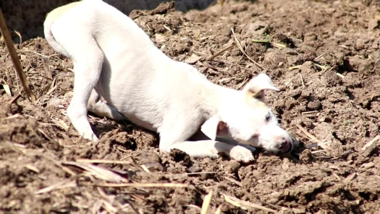 Cute puppy find tasty bone and try hard to put it out and eat completely