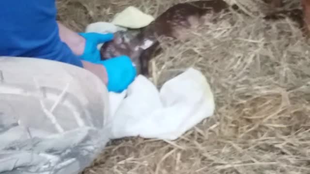 Daisy, our goat giving birth