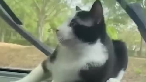 Funeste cat and dogs