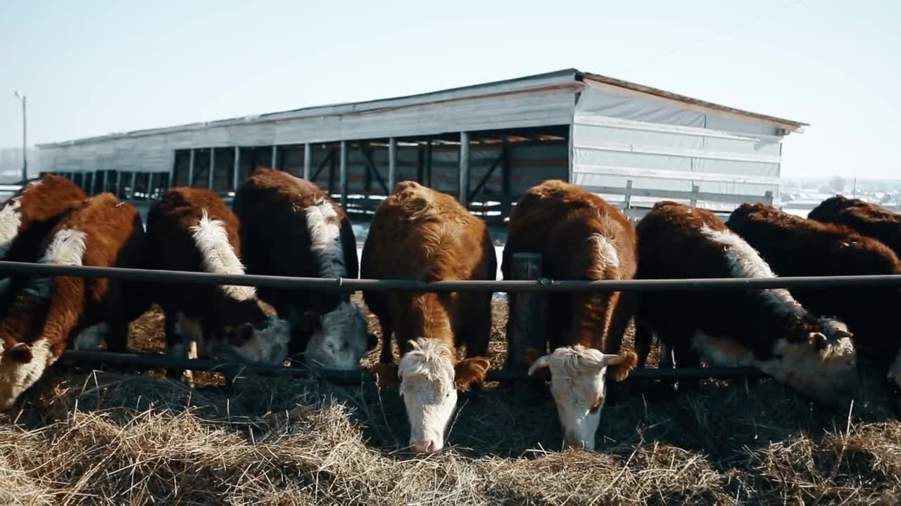 A brown cow is eating hay in winter