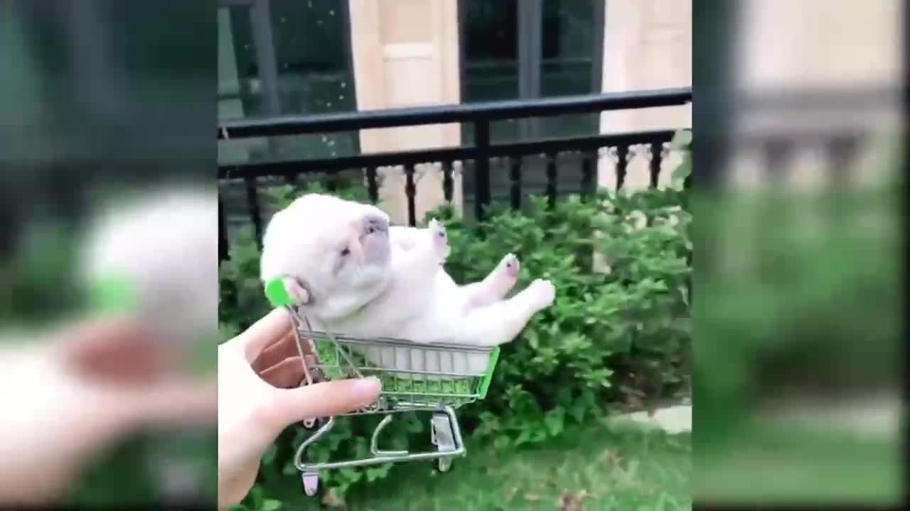 Dogs also have their own shopping carts