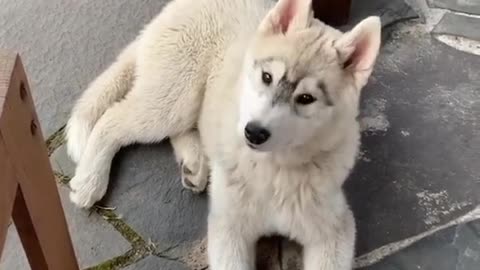 Siberian husky || cute dog