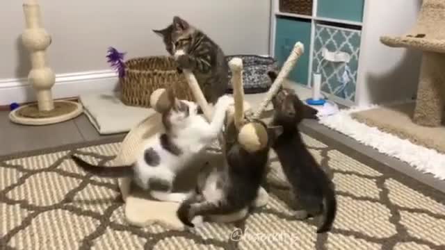 A group of cats are fighting.
