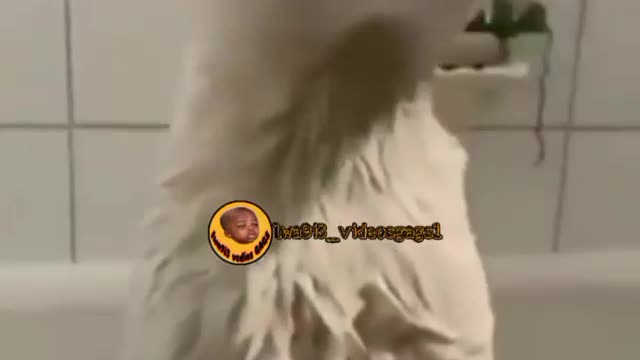 my cat vs their cats