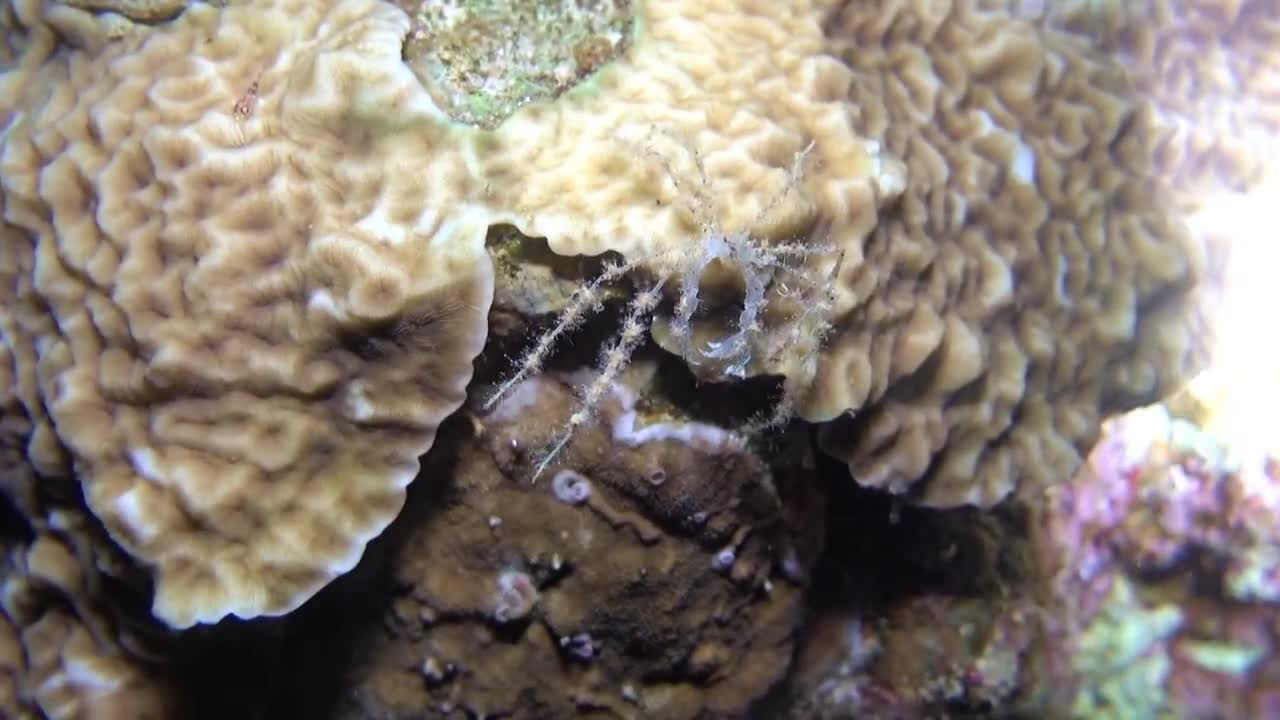 Periclimenes tenuipes in the Red Sea, eilat israel - photographed by Meni Meller