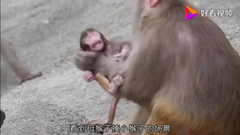 Monkey reprimanding baby monkey, simply too mean...