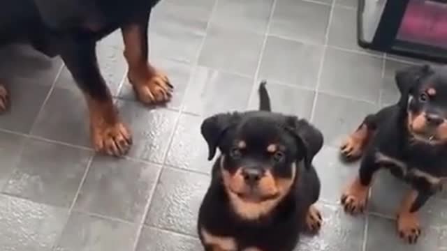 Cute Rottweiler Mum