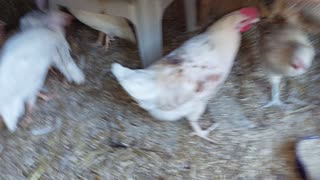 Baby birds and animals