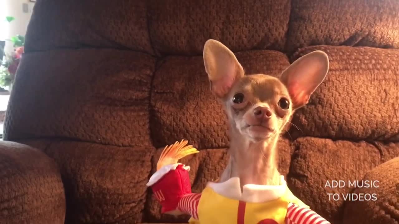 Chihuahua Dressed In McDonald’s Outfit Delivers Fast Food To Owner