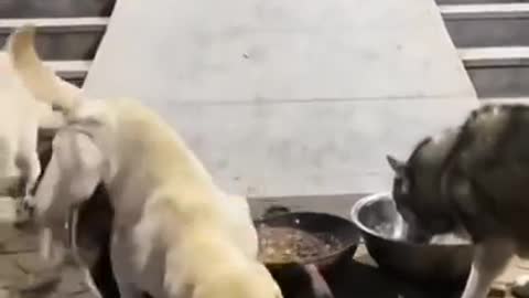 Funny video about dogs ... the hungrier dog in the world