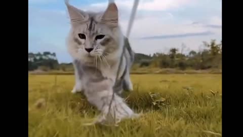 Giant European Maine Coon Cat