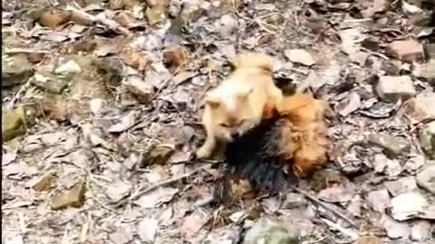 Dog and Chicken Fighting