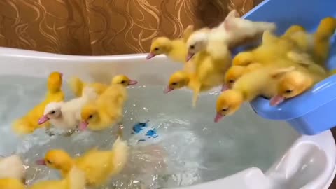 cute baby ducks jump into the bathtub funny animal videos.